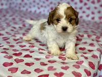 Biscuit, a male Shih Tzu and Poodle - Toy  for sale in Lewisburg, KY – Photo 1 of 3
