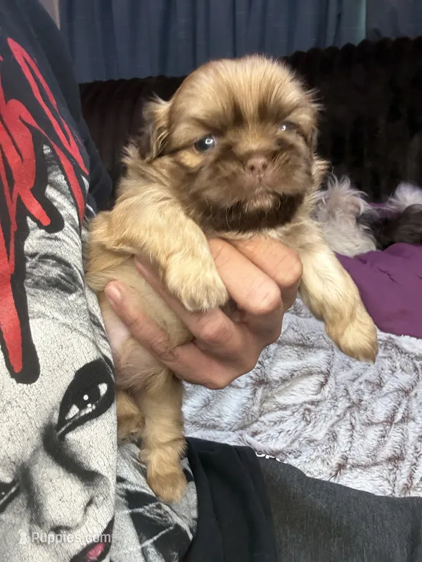 Biscuit – Shih Tzu puppy for sale in Lewisburg, KY