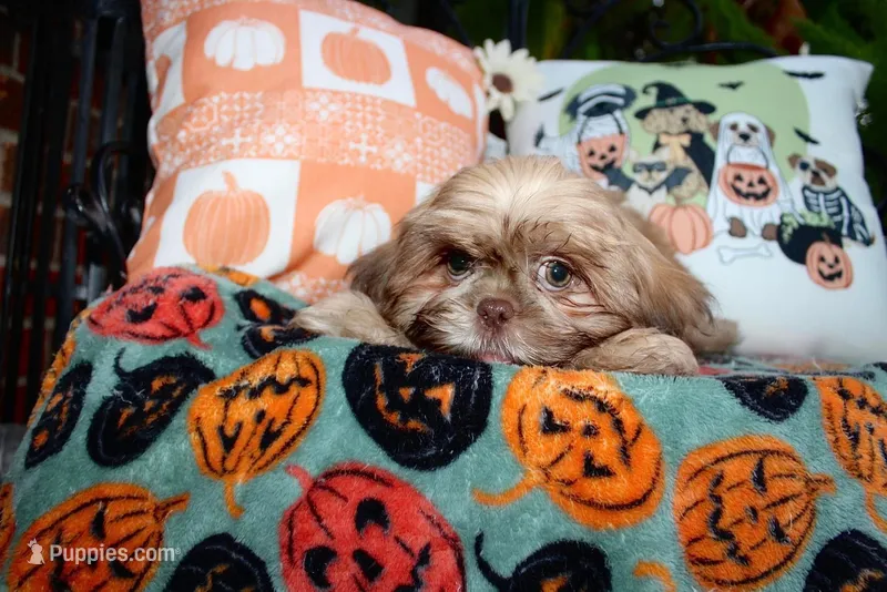 Biscuit – Shih Tzu puppy for sale in Lewisburg, KY