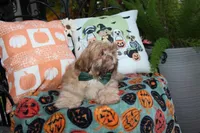 Biscuit, a male Shih Tzu for sale in Lewisburg, KY – 10 of 10