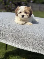 Poppy- TINY, a female Shih Tzu and Poodle - Toy  for sale in Lewisburg, KY – 3 of 9