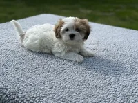 Poppy- TINY, a female Shih Tzu and Poodle - Toy  for sale in Lewisburg, KY – 2 of 9