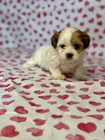 Poppy, a female Shih Tzu and Poodle - Toy  for sale in Lewisburg, KY – Photo 4 of 4