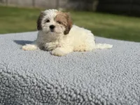 Poppy- TINY, a female Shih Tzu and Poodle - Toy  for sale in Lewisburg, KY – 4 of 9