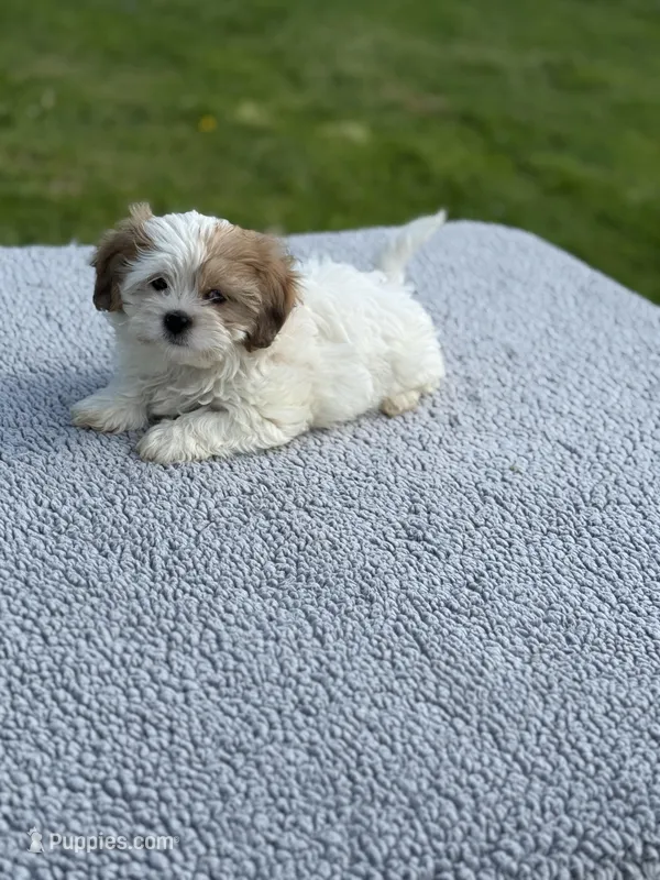 Poppy- TINY – Shih Tzu, Poodle - Toy  puppy for sale in Lewisburg, KY