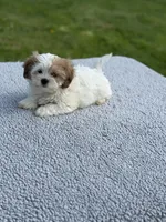 Poppy- TINY, a female Shih Tzu and Poodle - Toy  for sale in Lewisburg, KY – 1 of 9
