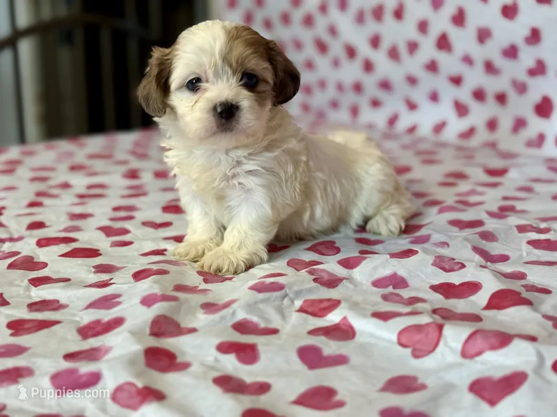 Poppy – Shih Tzu, Poodle - Toy  puppy for sale in Lewisburg, KY