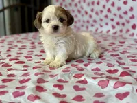Poppy, a female Shih Tzu and Poodle - Toy  for sale in Lewisburg, KY – Photo 1 of 4
