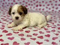 Poppy, a female Shih Tzu and Poodle - Toy  for sale in Lewisburg, KY – Photo 3 of 4