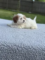 Poppy- TINY, a female Shih Tzu and Poodle - Toy  for sale in Lewisburg, KY – 5 of 9