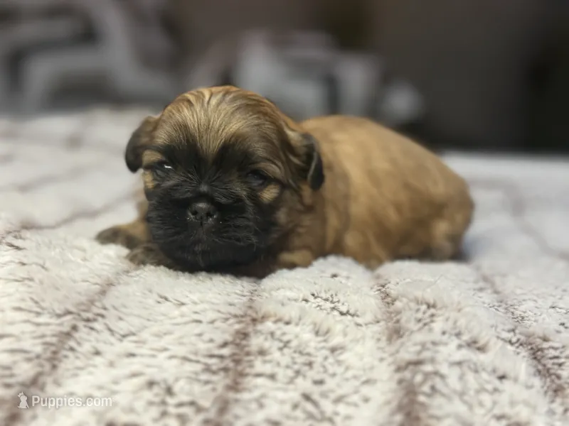 Dolly – Shih Tzu puppy for sale in Lewisburg, KY