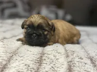 Dolly, a female Shih Tzu for sale in Lewisburg, KY – 1 of 1