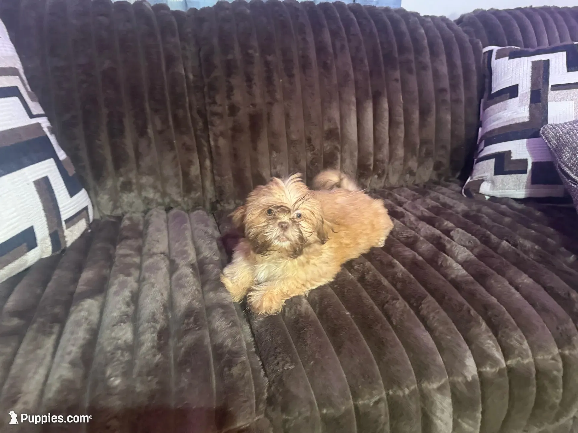 Biscuit, a male Shih Tzu for sale in Lewisburg, KY – 2 of 10