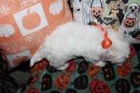 Casper, a male Maltipoo for sale in Lewisburg, KY – 3 of 3