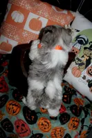 Cosmo, a male Maltipoo for sale in Lewisburg, KY – 3 of 3