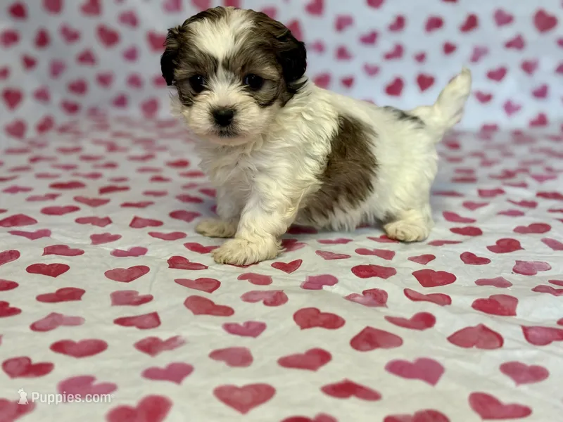 Rosie - TINY – Shih Tzu, Poodle - Toy  puppy for sale in Lewisburg, KY