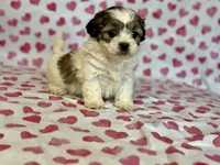 Rosie, a female Shih Tzu and Poodle - Toy  for sale in Lewisburg, KY – Photo 1 of 3
