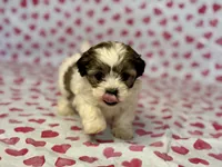 Rosie, a female Shih Tzu and Poodle - Toy  for sale in Lewisburg, KY – Photo 2 of 3