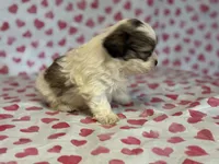 Rosie - TINY, a female Shih Tzu and Poodle - Toy  for sale in Lewisburg, KY – Photo 4 of 4