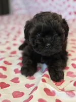 Ivy, a female Shih Tzu and Poodle - Toy  for sale in Lewisburg, KY – Photo 4 of 4