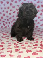 Ivy, a female Shih Tzu and Poodle - Toy  for sale in Lewisburg, KY – Photo 3 of 4