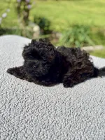 Ivy, a female Shih Tzu and Poodle - Toy  for sale in Lewisburg, KY – Photo 2 of 7
