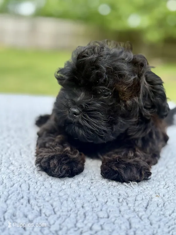 Ivy – Shih Tzu, Poodle - Toy  puppy for sale in Lewisburg, KY