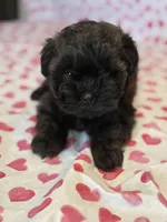 Ivy, a female Shih Tzu and Poodle - Toy  for sale in Lewisburg, KY – Photo 2 of 4