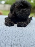 Ivy, a female Shih Tzu and Poodle - Toy  for sale in Lewisburg, KY – Photo 4 of 7