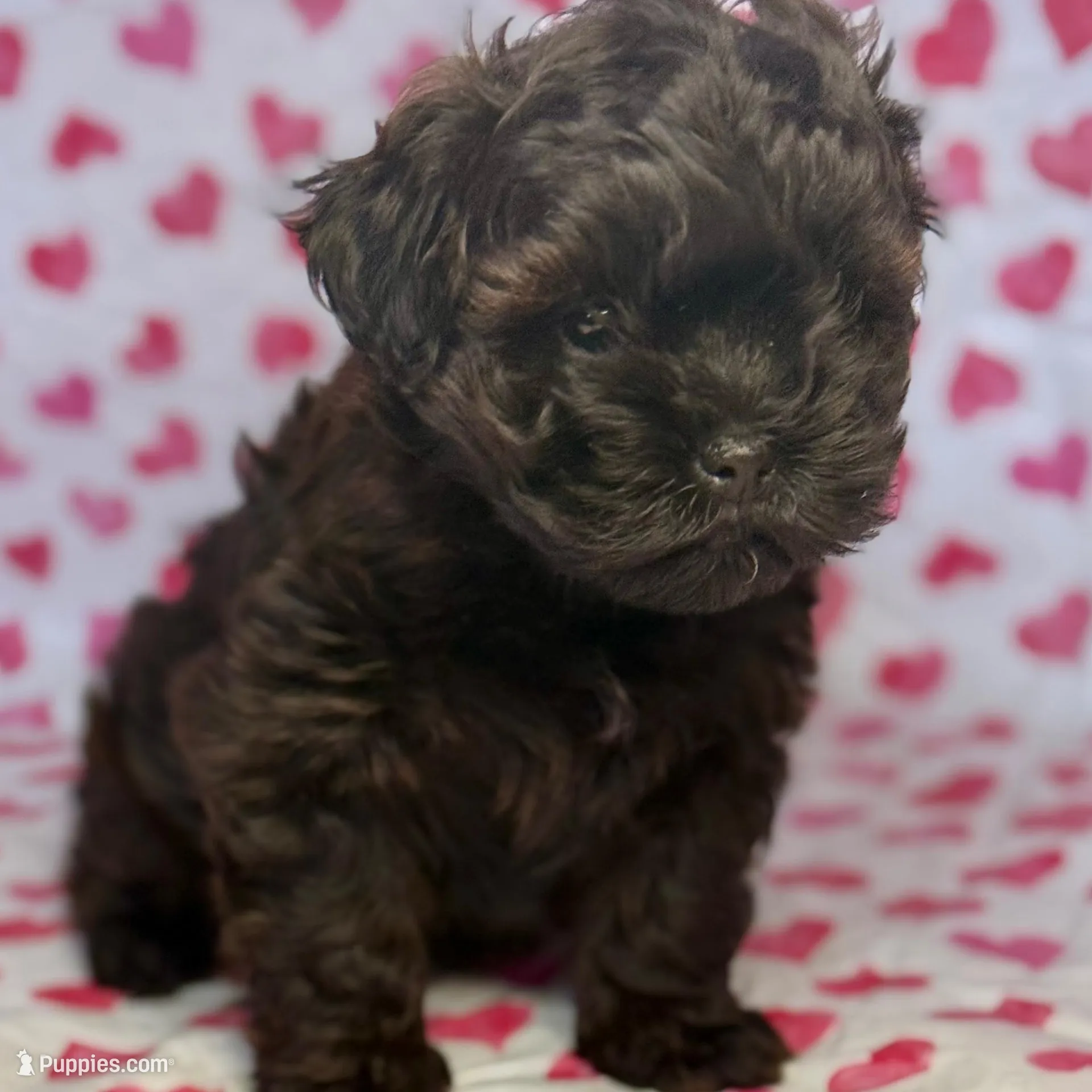 Ivy, a female Shih Tzu and Poodle - Toy  for sale in Lewisburg, KY – Photo 1 of 4