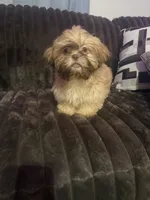 Biscuit, a male Shih Tzu for sale in Lewisburg, KY – 4 of 10
