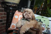 Biscuit, a male Shih Tzu for sale in Lewisburg, KY – 9 of 10