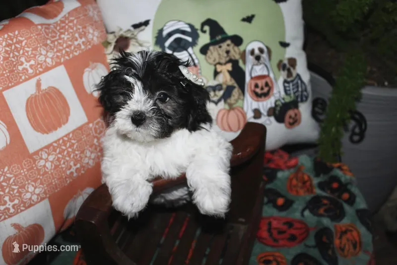 Dottie – Maltipoo puppy for sale in Lewisburg, KY