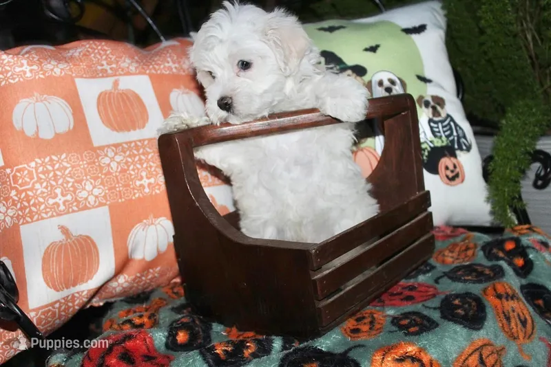 Casper – Maltipoo puppy for sale in Lewisburg, KY