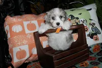 Cosmo, a male Maltipoo for sale in Lewisburg, KY – 2 of 3