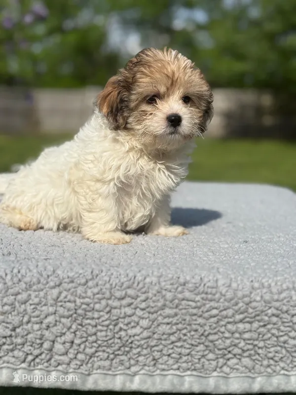 Willow – Shih Tzu, Poodle - Toy  puppy for sale in Lewisburg, KY