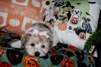 Pumpkin, a female Maltipoo for sale in Lewisburg, KY – 2 of 2