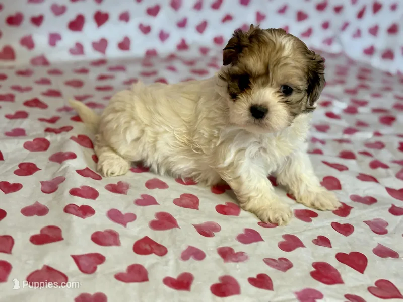Willow – Shih Tzu, Poodle - Toy  puppy for sale in Lewisburg, KY