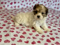 Willow, a female Shih Tzu and Poodle - Toy  for sale in Lewisburg, KY – Photo 2 of 3