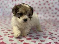 Willow, a female Shih Tzu and Poodle - Toy  for sale in Lewisburg, KY – Photo 3 of 7