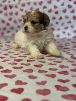Willow, a female Shih Tzu and Poodle - Toy  for sale in Lewisburg, KY – Photo 6 of 7