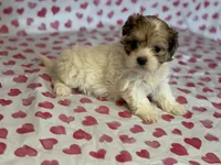 Willow, a female Shih Tzu and Poodle - Toy  for sale in Lewisburg, KY – Photo 5 of 7