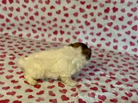 Willow, a female Shih Tzu and Poodle - Toy  for sale in Lewisburg, KY – Photo 3 of 3