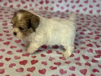 Willow, a female Shih Tzu and Poodle - Toy  for sale in Lewisburg, KY – Photo 7 of 7