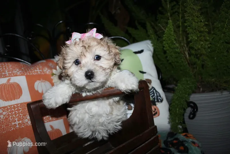 Pumpkin – Maltipoo puppy for sale in Lewisburg, KY