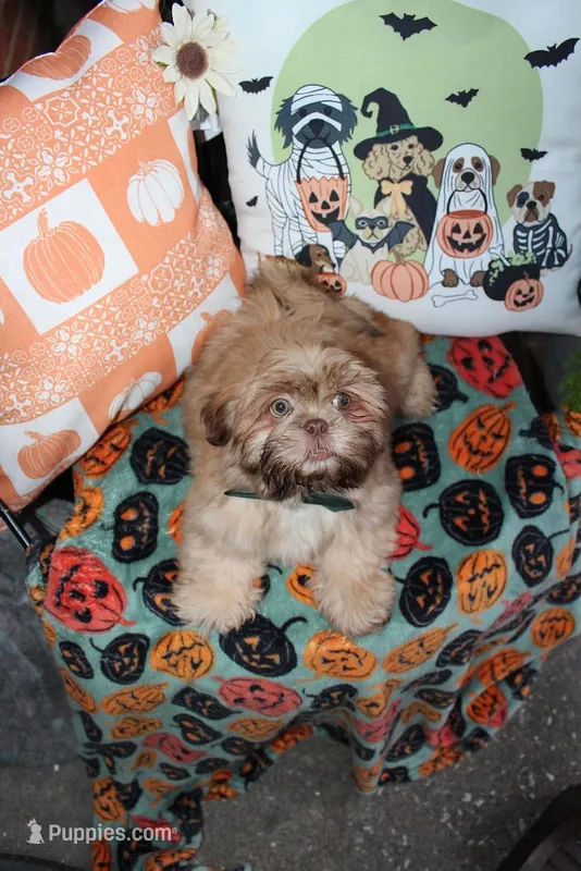 Biscuit – Shih Tzu puppy for sale in Lewisburg, KY