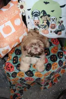 Biscuit, a male Shih Tzu for sale in Lewisburg, KY – 5 of 10