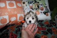 Foxy, a female Maltipoo for sale in Lewisburg, KY – 2 of 2