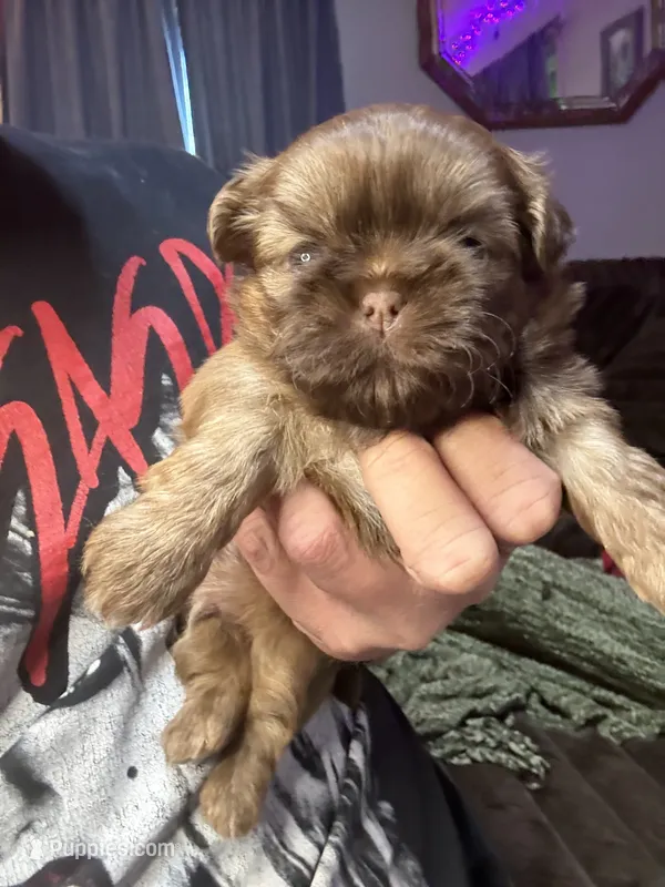 Porkchop – Shih Tzu puppy for sale in Lewisburg, KY