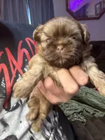 Porkchop, a female Shih Tzu for sale in Lewisburg, KY – 1 of 2